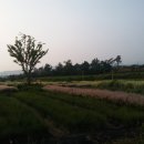 억새정원