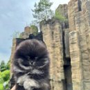 디디에퍼피 이미지