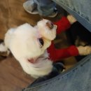 동건스애견카페 이미지