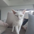 고양이발 이미지