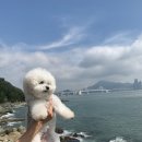 세븐일레븐 부산수변바다산책점 | 애견 동반 당일치기 부산 이기대 수변공원
