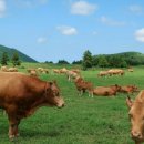 해석농장 이미지