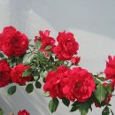 넝쿨장미집 이미지