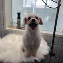 정샘 동물병원 이미지