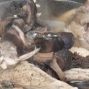 봉화산장 이미지