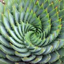언젠간 갖고 말거야..Aloe Polyphylla~Spiral Aloe 이미지