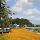 금산천 데크길 이미지