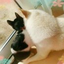 보듬어 줄개 이미지