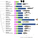 Re: 생선 알레르기의 90% 원인 &#39;파발부민&#39; 탐구 이미지