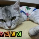 냥이 암컷 중성화 수술비용이 허걱이네요ㅜㅜ 이미지