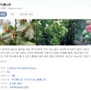 지코바치킨 신길1호점(GCOVA 신길1호점) | 배달 음식 지코바 순살양념치킨 무뼈닭발 꾸지뽕 막걸리 후기