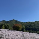 보라빛농원 | [국내 여행 추천] 보라빛의 향연 개미취 맛집 문희농원 후기 🪻