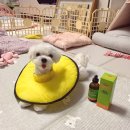 애견아롬샵 | [내돈내산/솔직후기] 오래오래닷컴 밀크시슬/강아지 간수치/강아지 간수치 복용약/강아지영양제