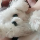 개귀여워 이미지