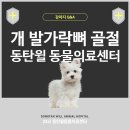 24시 동탄윌 동물의료센터 | 24시 동탄 윌 동물의료센터 - 개의 발가락뼈 골절 수복 - 채효준 수의사
