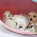 애기피부1호 이미지