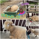 경호목장 이미지