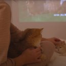 네코모리 이미지