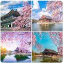 두 번째 벚꽃 이미지