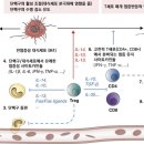 암 치료와 염증 수치의 상관 관계 ​ 이미지