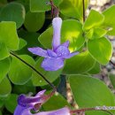 바이올렛 이미지