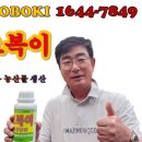 한국인삼공판장 | 기대 됩니다! 1,000평에서 5kg 1,000박스 수확! 공판장에서 계속 1등! 과는 크고 맛있고! 잎, 꽃눈최고!
