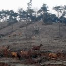 사슴자연방목장 이미지