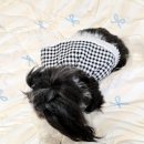 사랑스러운 우리 강아지 여름 외출복, 메종에떼 솜사탕 원피스 후기