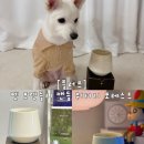 냥스타그램 | 플러프 반려동물아로마테라피 펫캔들 강아지캔들 고양이캔들 반려동물캔들 워터리 포레스트 후기