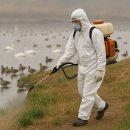 서울시 야생동물 구조센터 | 야생조류 AI 확진 서울시 방역 비상! 큰기러기 폐사체에서 고병원성 AI 검출