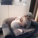 호텔스컴도그 화명점 이미지