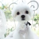 히든밸리켄넬 이미지