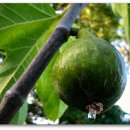 How to know when a Fig is Ripe and Ready to Pick 이미지