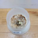 7월 1주 버섯관찰 & 포자실험 & 곰팡이실험 이미지
