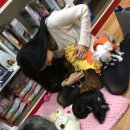 나밍밍 강아지네 이미지