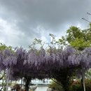 사회복지법인 여수애양병원 | 여수 애양병원 등나무