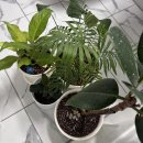 초록 환경 개발 | 식물영양제 추천, 탄소저감까지 생각한 친환경 다육이영양제 사용 후기