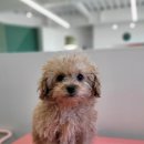 멍쌤 펫 살롱 이미지