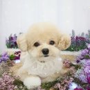그루멍(groomung) 네이버블로그