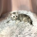 요미캣 고양이분양 일산점 이미지