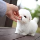 맹구와 땡칠이 이미지