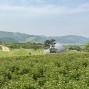 경덕왕릉 의성조문국사적지 작약 / 경주 첨성대,작약 양귀비 / 경주 맛집 교동쌈밥,제주통갈치 / 경북...