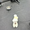 대견하개 이미지