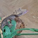 미리벌중앙로 | 밀양 파충류샵 진로개구리 도마뱀 이색 반려동물 분양 | 크레스티드 게코 지렙 사료 급여 후기