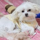 몽그리 이미지