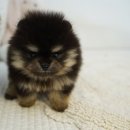 선미농장 | 용인고양이분양 고민 끝에 선택한 곳, 직접 방문해보고 느낀 솔직 후기