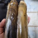 몽산포 대맛조개 해루질 실패 후기..고수 아저씨께 배운 대맛조개잡이 꿀팁!