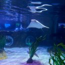 기장기사식당 | 겨울 부산 여행 - 싱싱채운 기장 연화리 / 웨이브온 커피 / 보몽드 기장 / 씨라이프 부산 아쿠아리움...