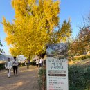 금시당유원지 화장실 | 밀양 금시당 은행나무 명소 백곡재 11월25일 현황