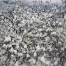 비둘기농장 이미지